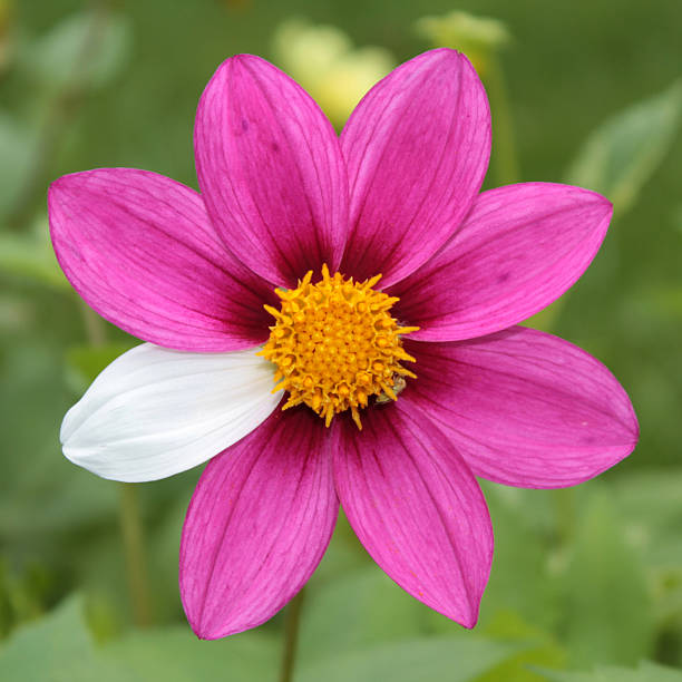 Flower Sick