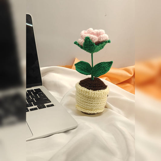 Rose mini pot