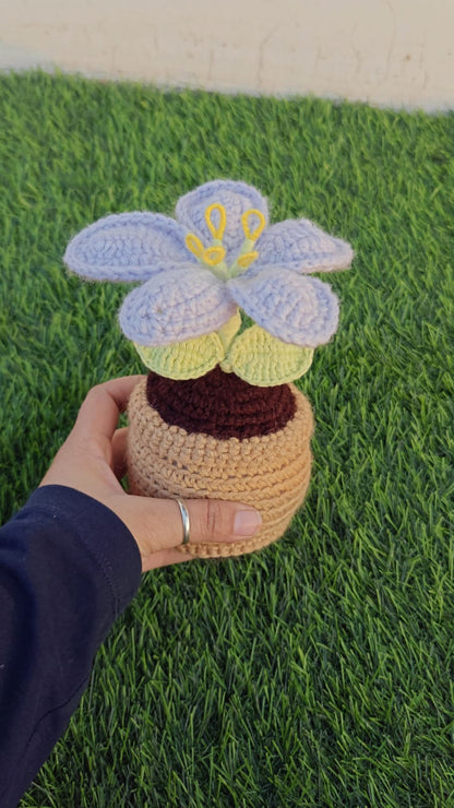 Lily mini pot