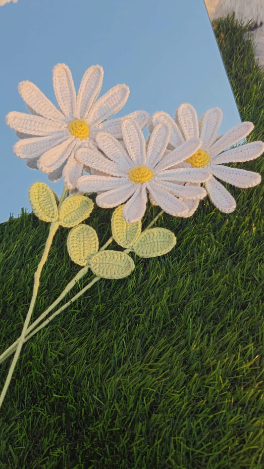 Big daisy